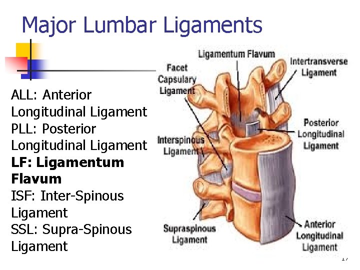 Major Lumbar Ligaments ALL: Anterior Longitudinal Ligament PLL: Posterior Longitudinal Ligament LF: Ligamentum Flavum