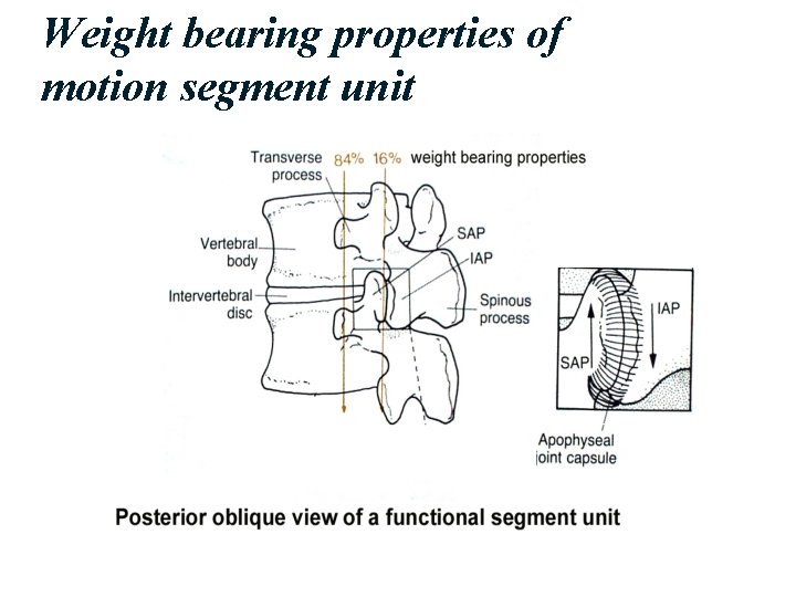 Weight bearing properties of motion segment unit 