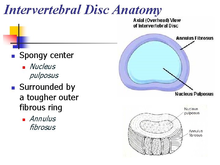 Intervertebral Disc Anatomy n Spongy center n n Nucleus pulposus Surrounded by a tougher