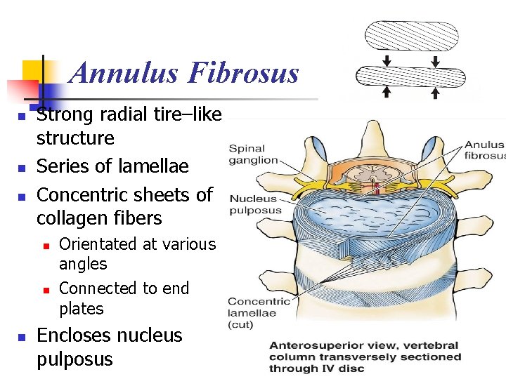 Annulus Fibrosus n n n Strong radial tire–like structure Series of lamellae Concentric sheets