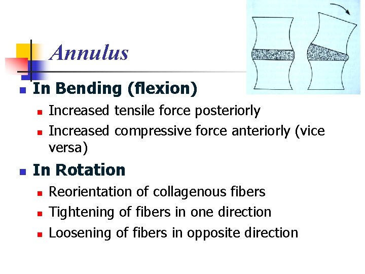 Annulus n In Bending (flexion) n n n Increased tensile force posteriorly Increased compressive