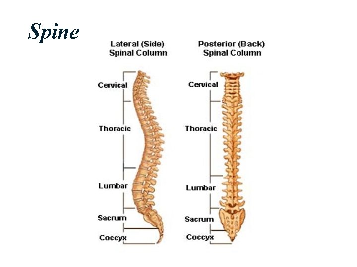 Spine 