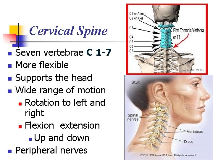 Cervical Spine n n n Seven vertebrae C 1 -7 More flexible Supports the