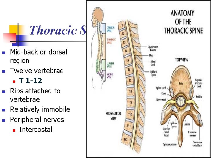 Thoracic Spine n n n Mid-back or dorsal region Twelve vertebrae n T 1