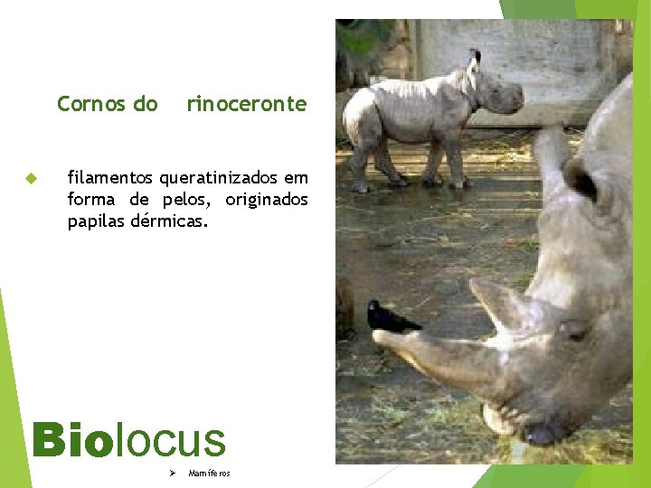 Cornos do rinoceronte filamentos queratinizados em forma de pelos, originados papilas dérmicas. Biolocus Ø