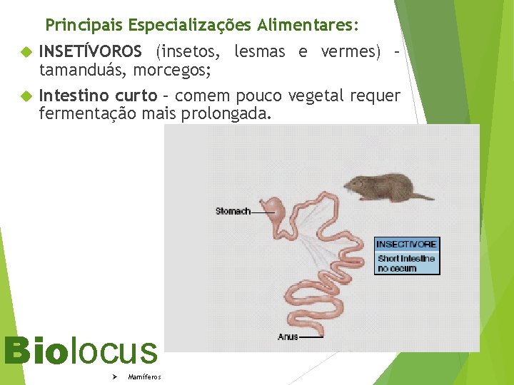 Principais Especializações Alimentares: INSETÍVOROS (insetos, lesmas e vermes) – tamanduás, morcegos; Intestino curto –