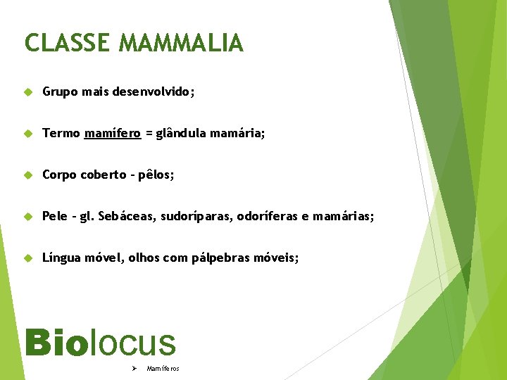 CLASSE MAMMALIA Grupo mais desenvolvido; Termo mamífero = glândula mamária; Corpo coberto – pêlos;
