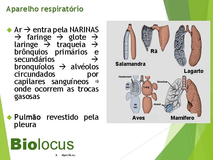 Aparelho respiratório Ar entra pela NARINAS faringe glote laringe traqueia brônquios primários e secundários