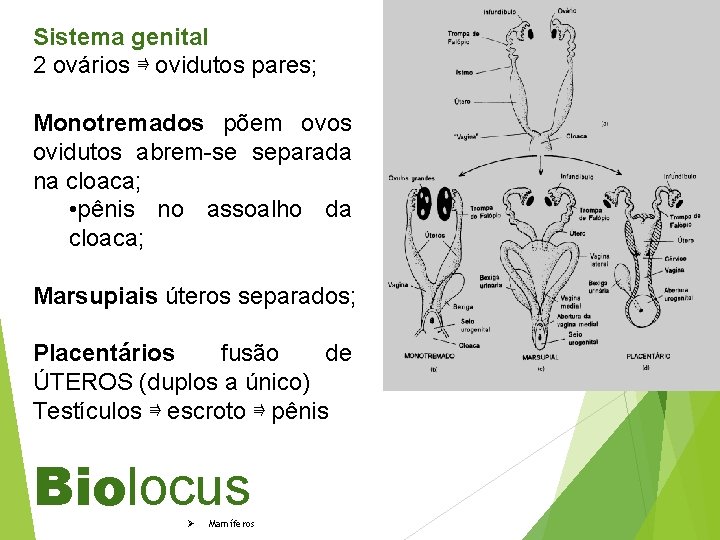 Sistema genital 2 ovários ⇛ ovidutos pares; Monotremados põem ovos ovidutos abrem-se separada na