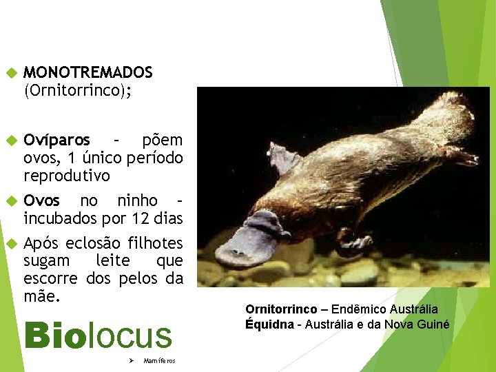  MONOTREMADOS (Ornitorrinco); Ovíparos – põem ovos, 1 único período reprodutivo Ovos no ninho