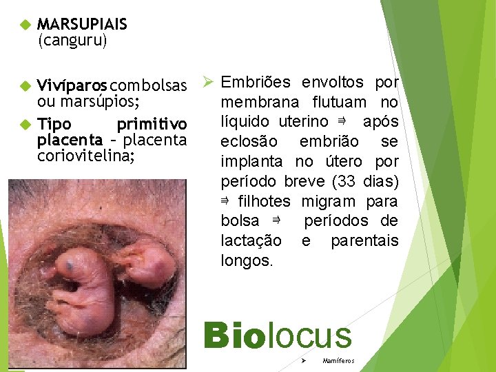  MARSUPIAIS (canguru) Vivíparos com bolsas Ø Embriões envoltos por ou marsúpios; membrana flutuam