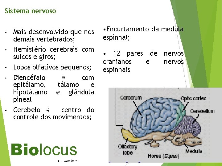 Sistema nervoso • Mais desenvolvido que nos demais vertebrados; • Hemisfério cerebrais com sulcos