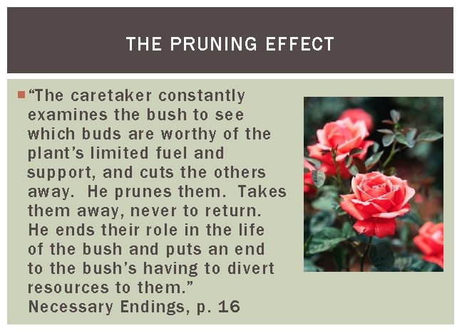 THE PRUNING EFFECT “The caretaker constantly examines the bush to see which buds are