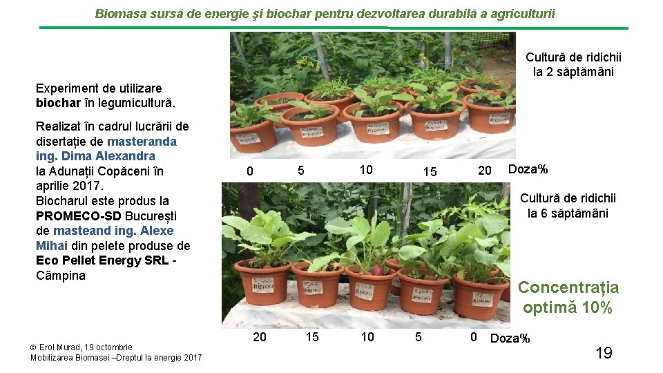 Biomasa sursă de energie şi biochar pentru dezvoltarea durabilă a agriculturii Cultură de ridichii