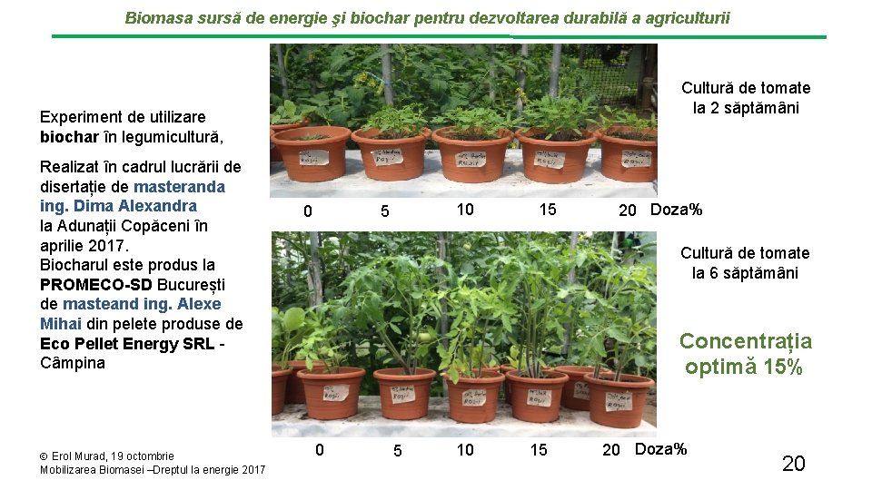 Biomasa sursă de energie şi biochar pentru dezvoltarea durabilă a agriculturii Cultură de tomate