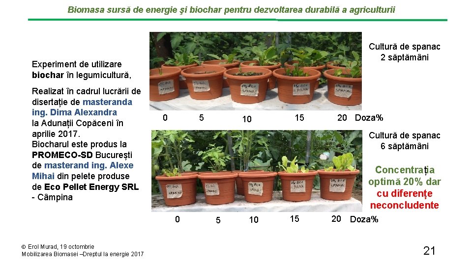 Biomasa sursă de energie şi biochar pentru dezvoltarea durabilă a agriculturii Cultură de spanac