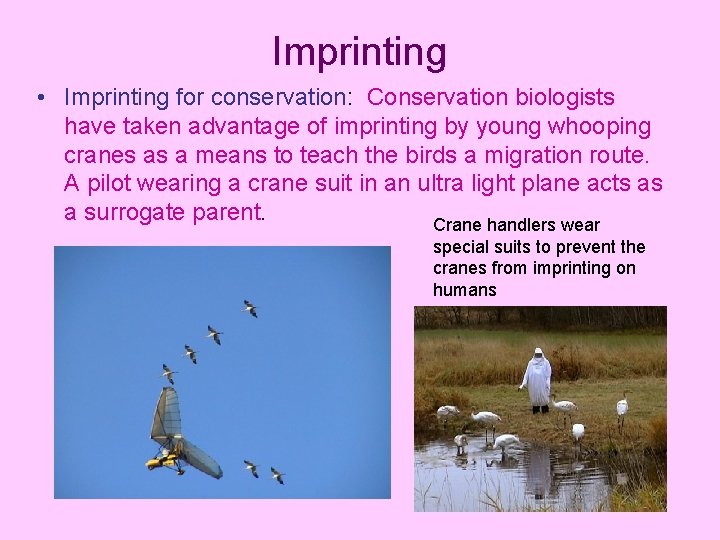 Imprinting • Imprinting for conservation: Conservation biologists have taken advantage of imprinting by young