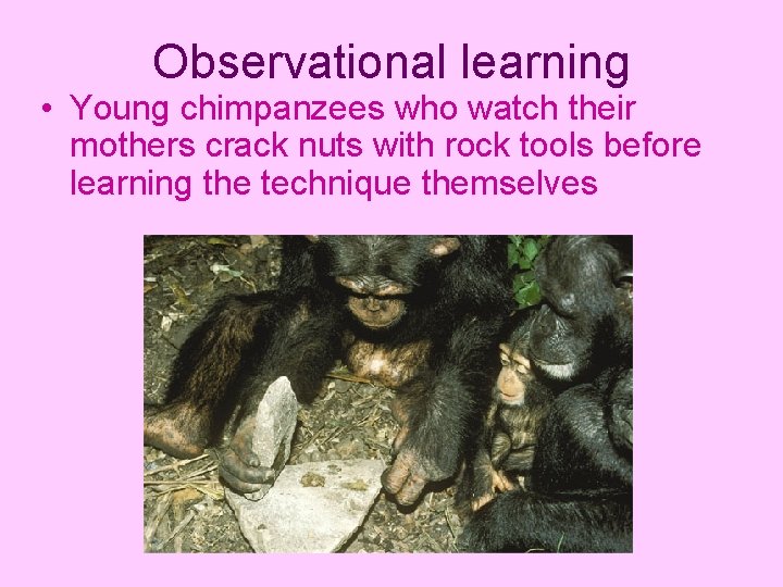 Observational learning • Young chimpanzees who watch their mothers crack nuts with rock tools