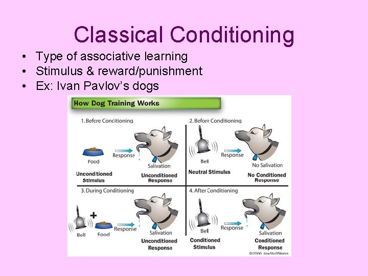 Classical Conditioning • Type of associative learning • Stimulus & reward/punishment • Ex: Ivan