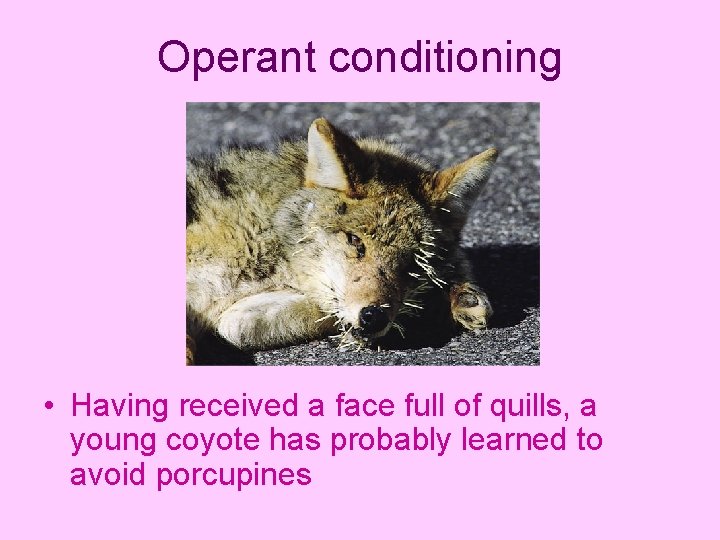 Operant conditioning • Having received a face full of quills, a young coyote has