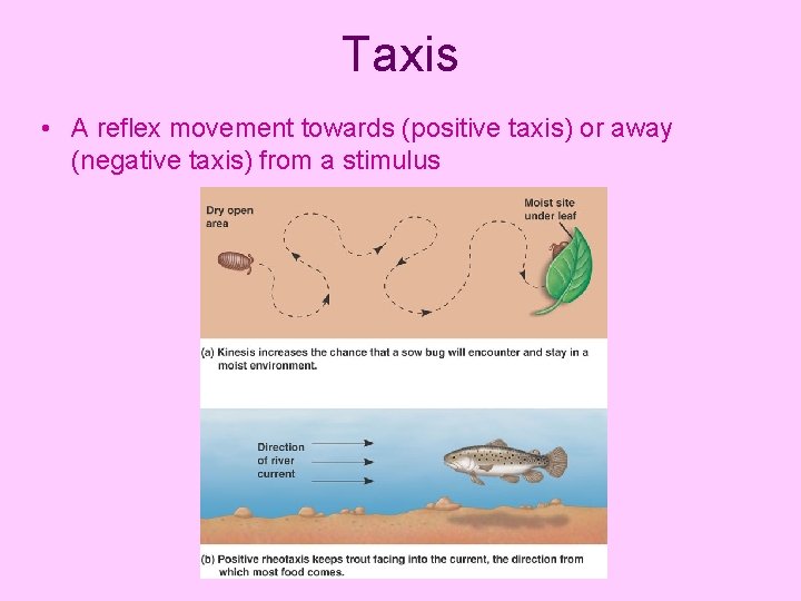 Taxis • A reflex movement towards (positive taxis) or away (negative taxis) from a