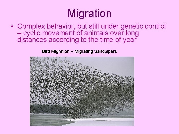 Migration • Complex behavior, but still under genetic control – cyclic movement of animals
