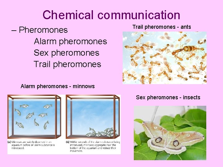 Chemical communication – Pheromones Alarm pheromones Sex pheromones Trail pheromones - ants Alarm pheromones