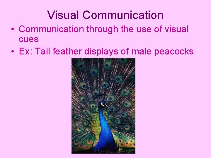 Visual Communication • Communication through the use of visual cues • Ex: Tail feather