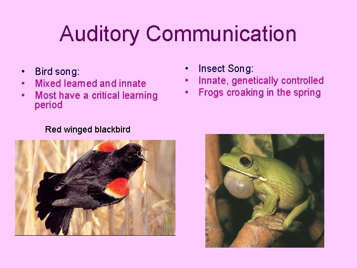 Auditory Communication • Bird song: • Mixed learned and innate • Most have a