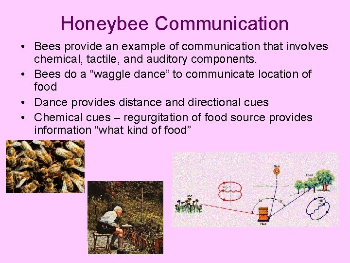 Honeybee Communication • Bees provide an example of communication that involves chemical, tactile, and