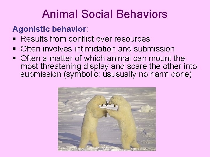 Animal Social Behaviors Agonistic behavior: § Results from conflict over resources § Often involves