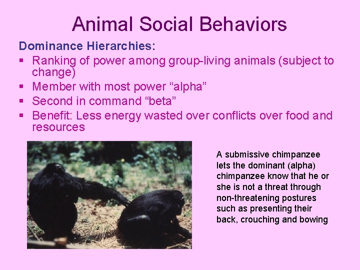 Animal Social Behaviors Dominance Hierarchies: § Ranking of power among group-living animals (subject to