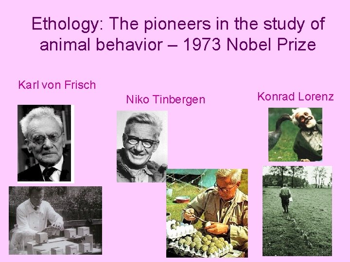 Ethology: The pioneers in the study of animal behavior – 1973 Nobel Prize Karl