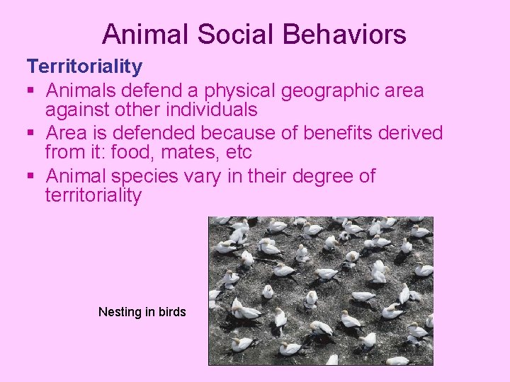Animal Social Behaviors Territoriality § Animals defend a physical geographic area against other individuals