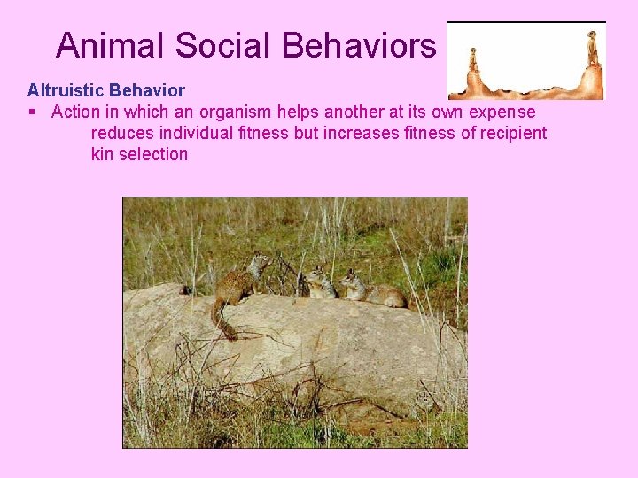 Animal Social Behaviors Altruistic Behavior § Action in which an organism helps another at