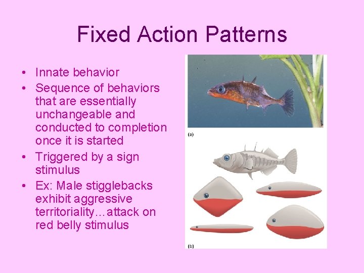 Fixed Action Patterns • Innate behavior • Sequence of behaviors that are essentially unchangeable