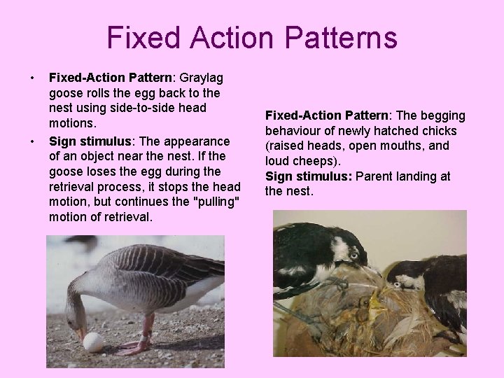 Fixed Action Patterns • • Fixed-Action Pattern: Graylag goose rolls the egg back to