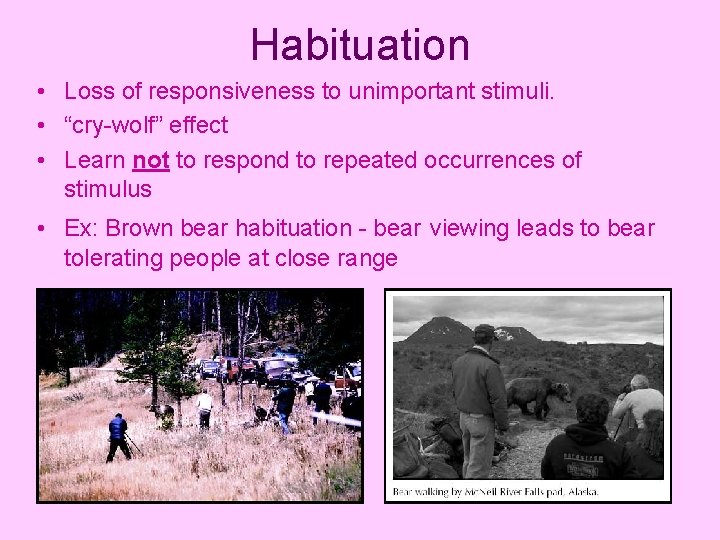 Habituation • Loss of responsiveness to unimportant stimuli. • “cry-wolf” effect • Learn not