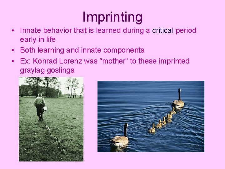 Imprinting • Innate behavior that is learned during a critical period early in life