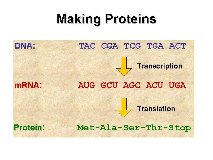 Making Proteins DNA: DNA TAC CGA TCG TGA ACT Transcription m. RNA: AUG GCU