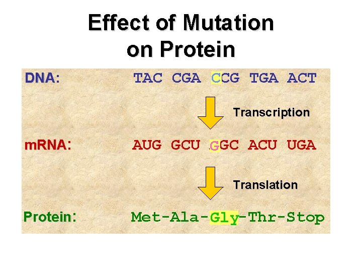 Effect of Mutation on Protein DNA: DNA TAC CGA TCG C TGA ACT Transcription