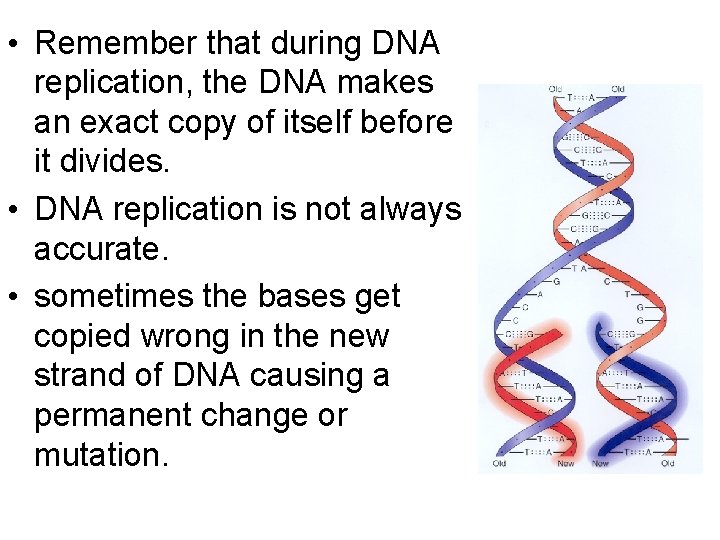  • Remember that during DNA replication, the DNA makes an exact copy of