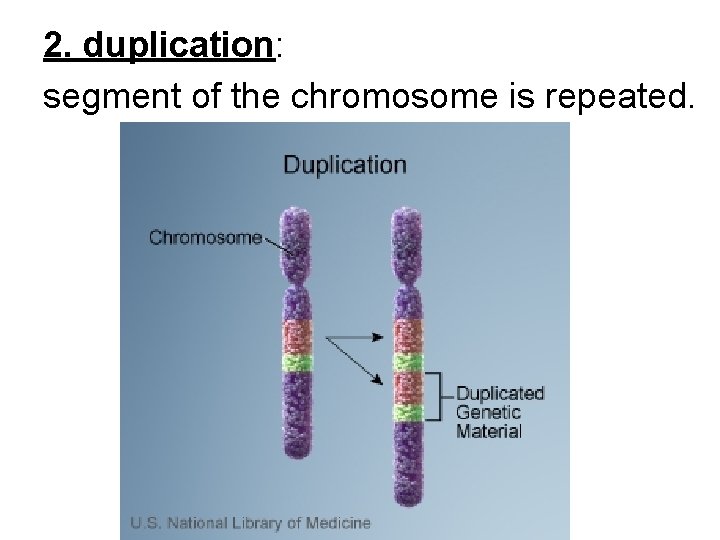 2. duplication: segment of the chromosome is repeated. 