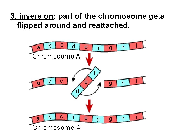 3. inversion: part of the chromosome gets flipped around and reattached. 