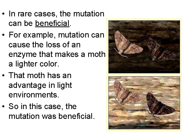  • In rare cases, the mutation can be beneficial. • For example, mutation