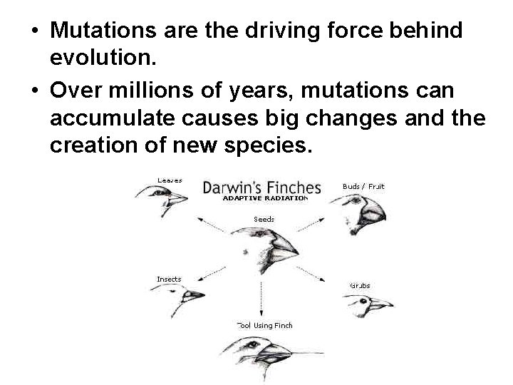  • Mutations are the driving force behind evolution. • Over millions of years,