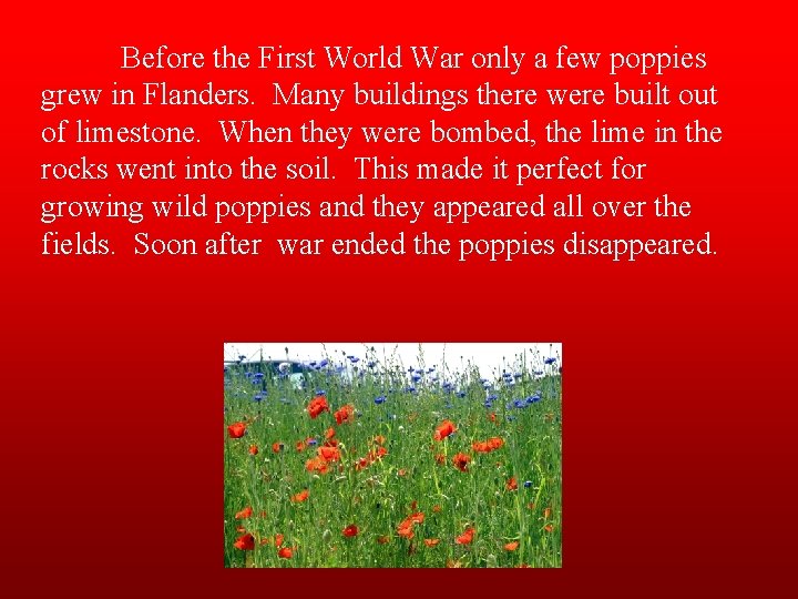 Before the First World War only a few poppies grew in Flanders. Many buildings