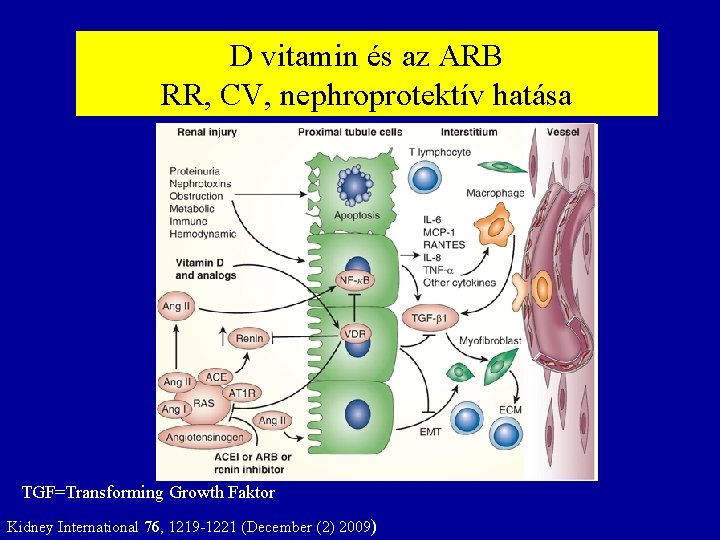 D vitamin és az ARB RR, CV, nephroprotektív hatása TGF=Transforming Growth Faktor Kidney International