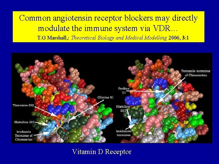 Common angiotensin receptor blockers may directly modulate the immune system via VDR… T. G