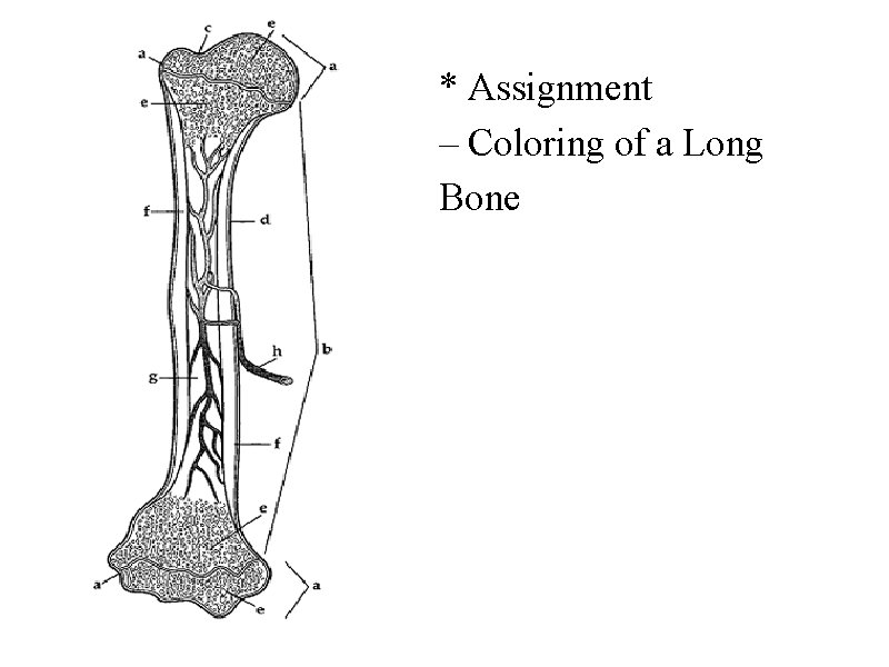 * Assignment – Coloring of a Long Bone 
